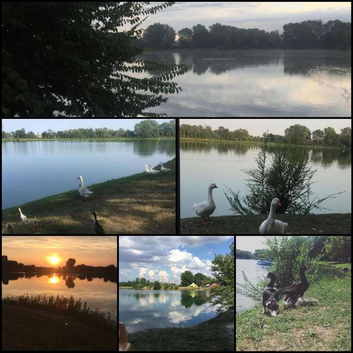 Oasi lago dei cigni