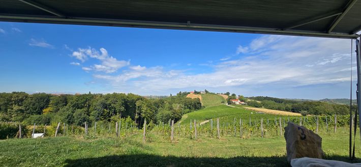 Püklavec