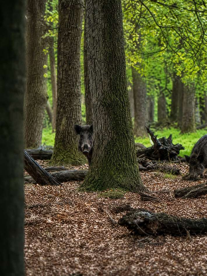 Camping Wildzoom