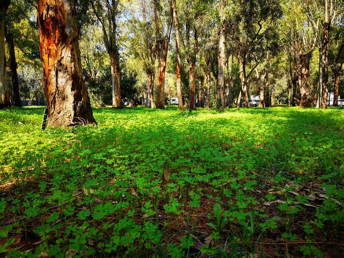 Village Camping Fico d'India