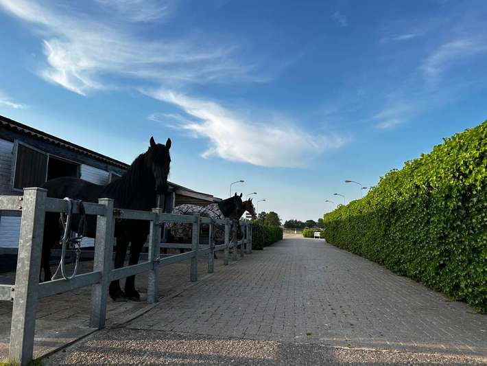 Camperlocatie Stal Hiensch